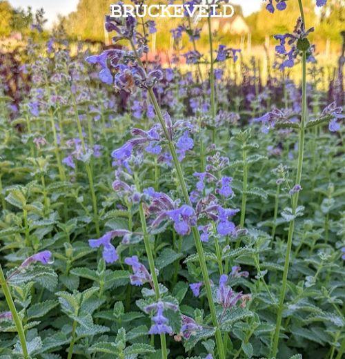 Nepeta 'Walker's Low'
