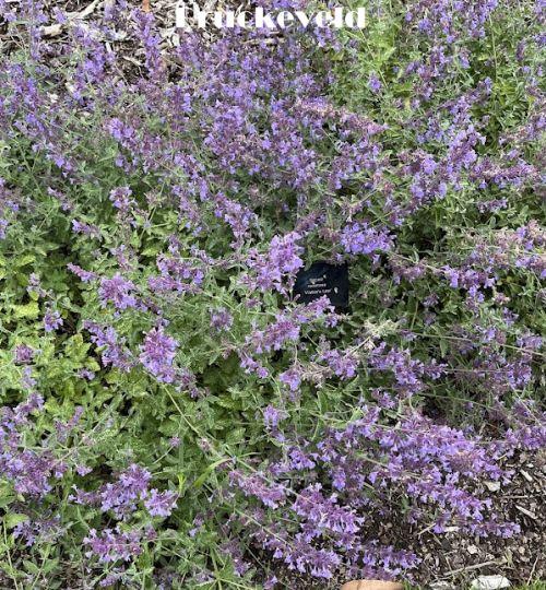 Nepeta 'Walker's Low'