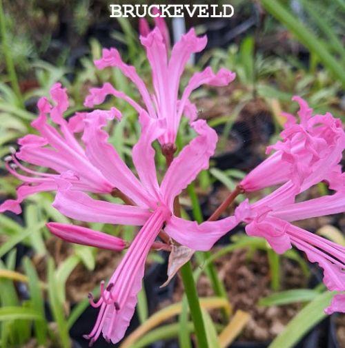Nerine bowdenii
