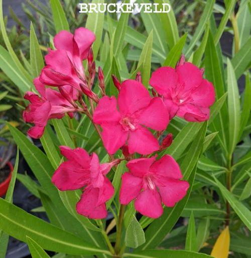 Nerium oleander 'Claudia'