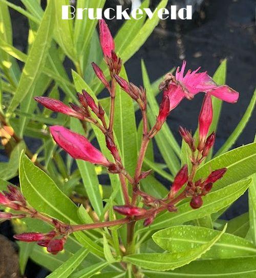 Nerium oleander 'Claudia'