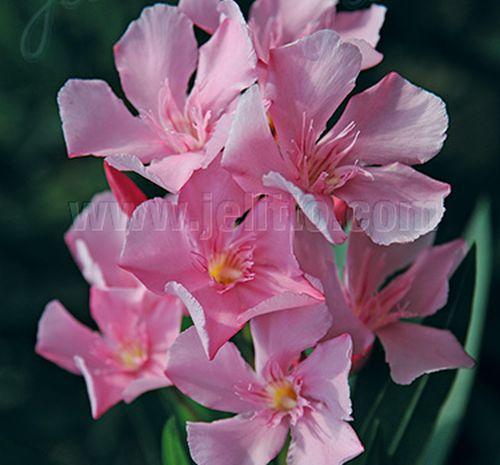 Nerium oleander 'Pink'