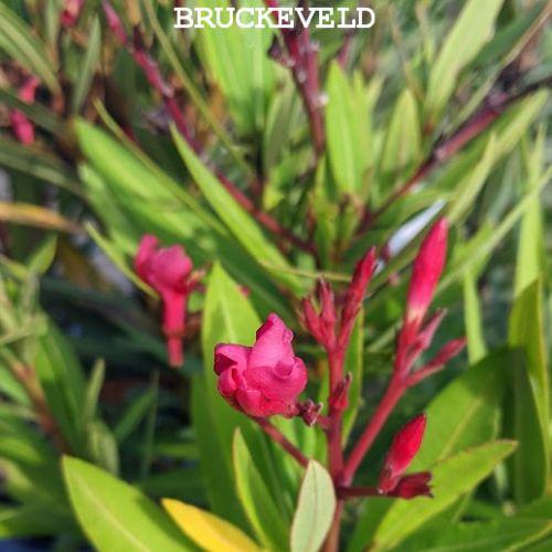 Nerium oleander 'Red'