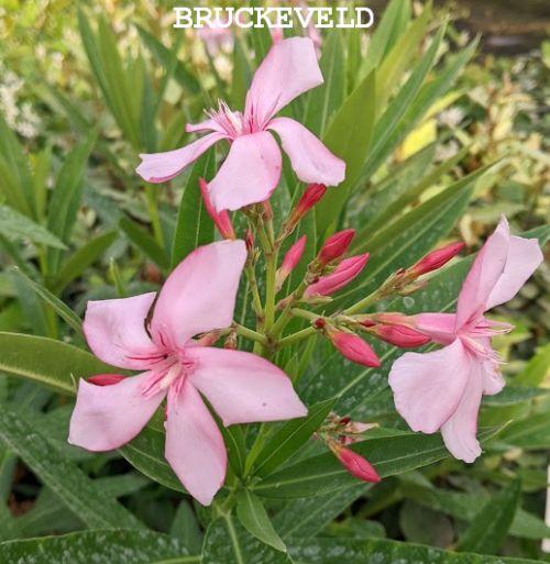 Nerium oleander 'Virginie'