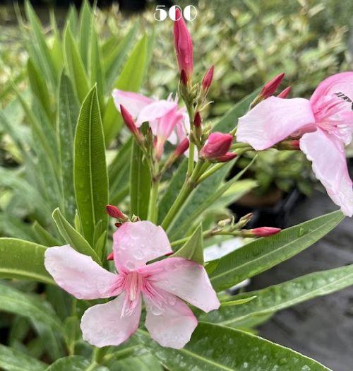 Nerium oleander 'Virginie'