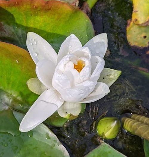 Nymphaea 'Alba'