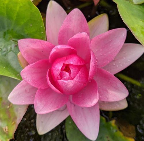 Nymphaea 'Attraction'