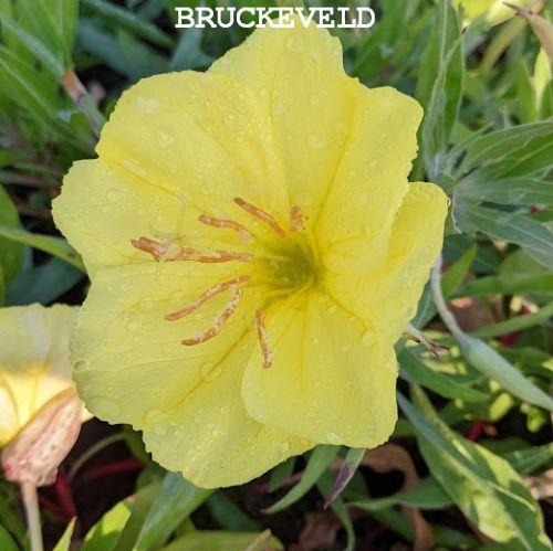 Oenothera macrocarpa (O. missouriensis)
