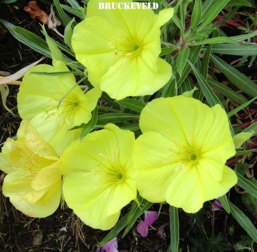 Oenothera macrocarpa (O. missouriensis)