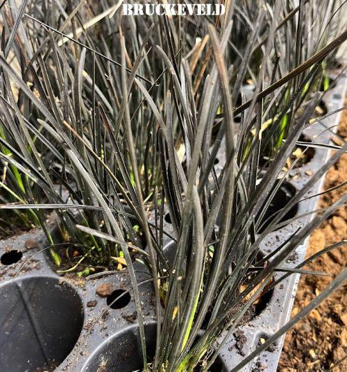 Ophiopogon planiscapus 'Hosoba'