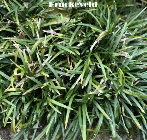 Ophiopogon japonicus 'Minor'