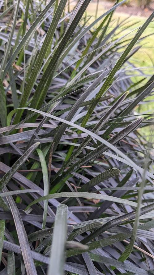 Ophiopogon planiscapus 'Niger'