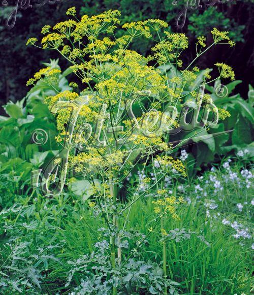 Opopanax chironium (Ferula)