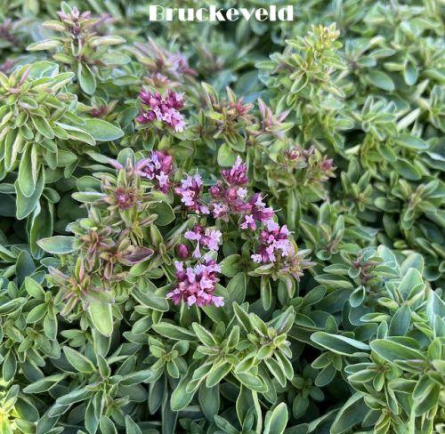 Origanum vulgare 'Compactum'