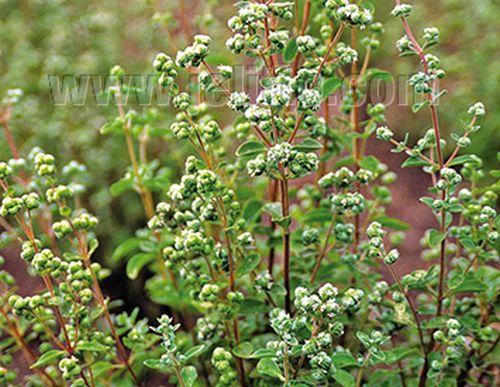 Origanum majorana MARJOLEIN