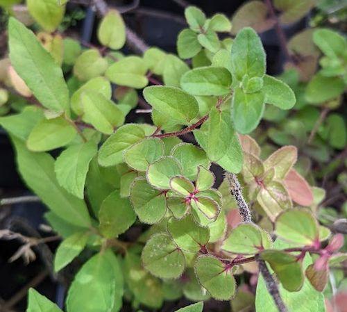 Origanum vulgare