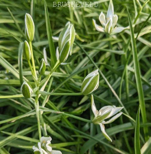 Ornithogallum umbellatum