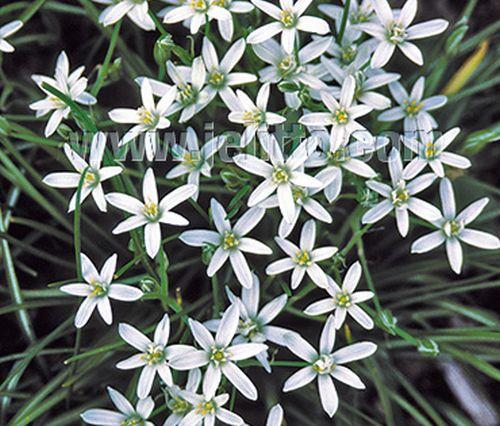 Ornithogallum umbellatum