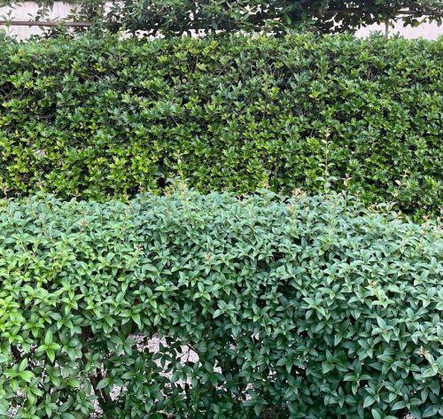 Osmanthus burkwoodii