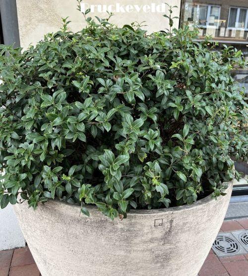 Osmanthus burkwoodii