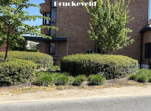 Osmanthus burkwoodii