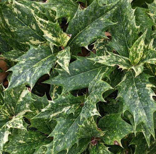 Osmanthus heterophyllus  'Goshiki'