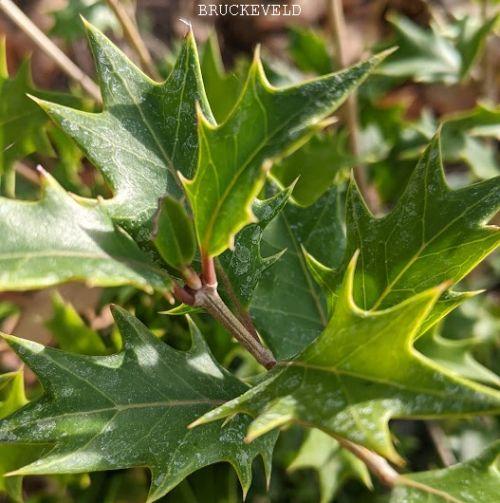 Osmanthus heterophyllus