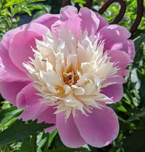 Paeonia Lact. 'Bowl of Beauty'