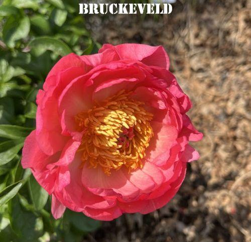 Paeonia Lact. 'Coral Sunset'