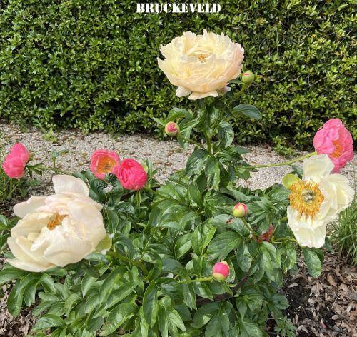 Paeonia Lact. 'Coral Sunset'