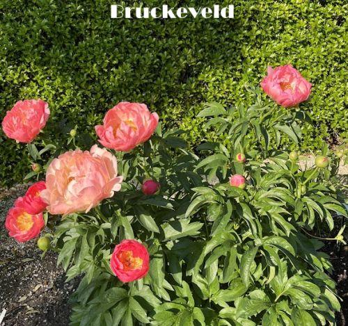 Paeonia Lact. 'Coral Sunset'