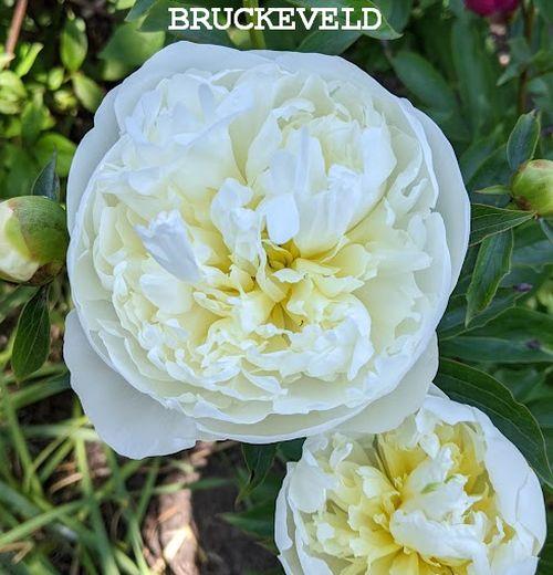 Paeonia Lact. 'Duchesse de Nemours'