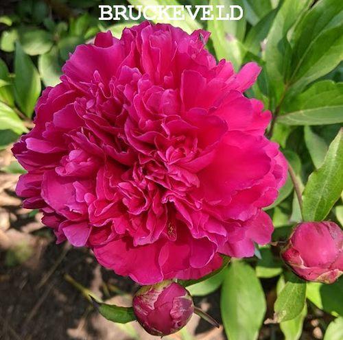 Paeonia Lact. 'Karl Rosenfield'