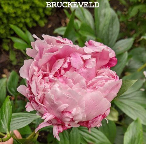 Paeonia Lact. 'Sarah Bernhardt'