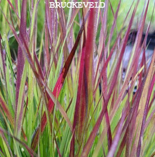 Panicum virgatum 'Cheyenne Sky'