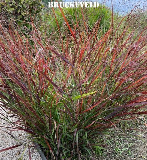 Panicum virgatum 'Cheyenne Sky'