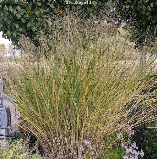 Panicum virgatum 'Cloud Nine'