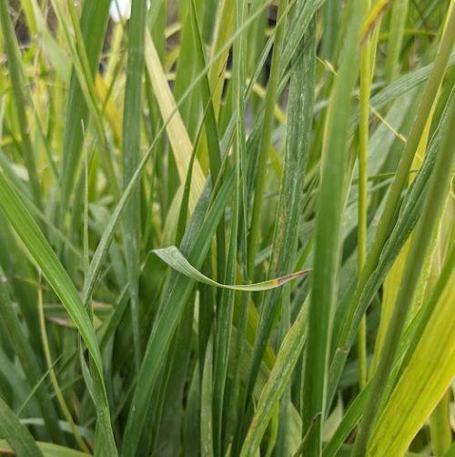 Panicum virgatum 'Dallas Blues'