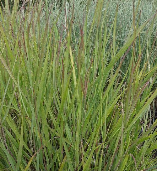 Panicum amarum 'Dewey Blue'
