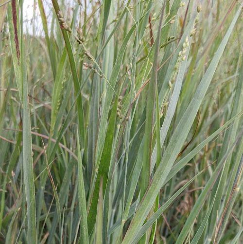 Panicum virgatum 'Heavy Metal'