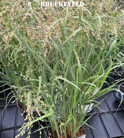 Panicum virgatum 'Heavy Metal'