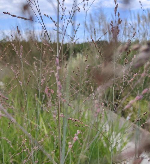 Panicum virgatum 'Heiliger Hain'
