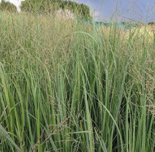 Panicum virgatum 'Northwind'