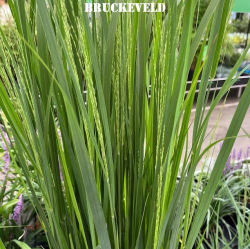 Panicum virgatum 'Northwind'