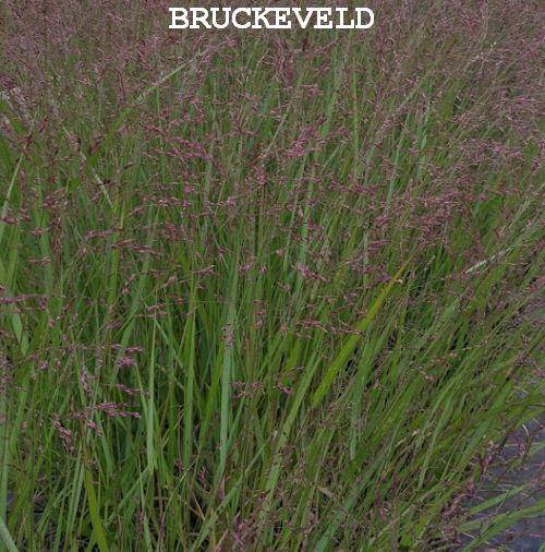 Panicum virgatum 'Red Cloud'