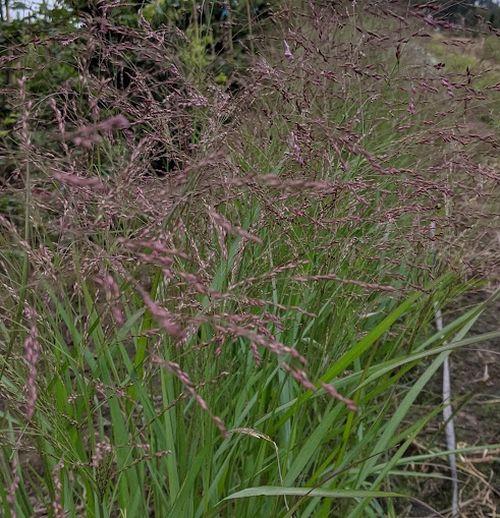 Panicum virgatum 'Rehbraun'