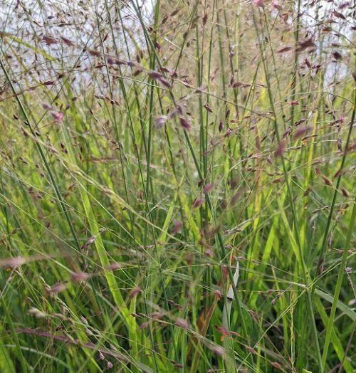 Panicum virgatum 'Rotstrahlbusch'
