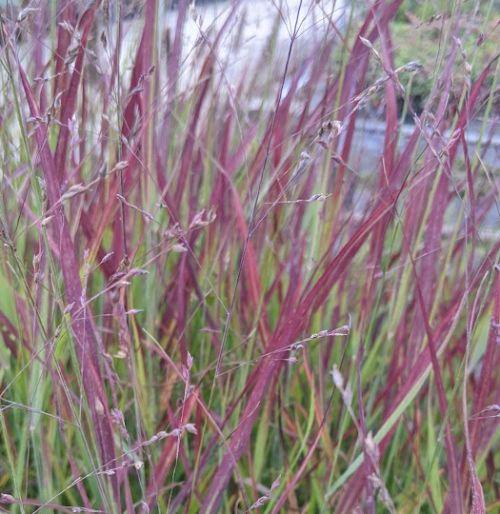 Panicum virgatum 'Sangria' PBR
