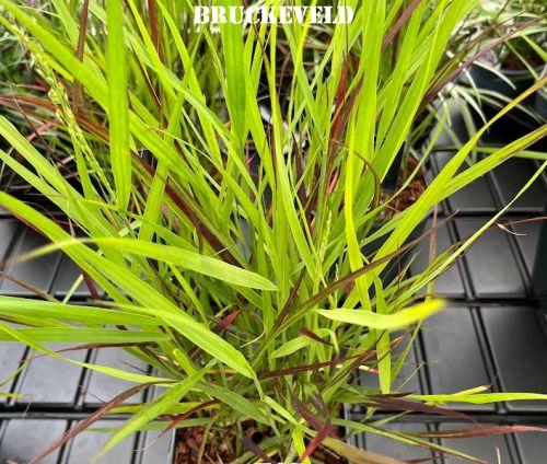 Panicum virgatum 'Sangria' PBR