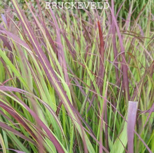 Panicum virgatum 'Shenandoah'